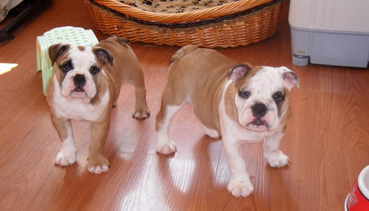 斗牛小的时候 英国斗牛犬训练 英国斗牛犬培训.jpg 斗牛小的时候 英国斗牛犬训练 英国斗牛犬培训.jpg