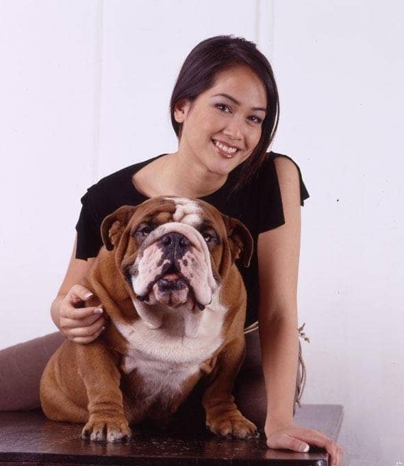 英国斗牛犬与明星犬 英国斗牛犬训练英国斗牛犬培训过程.jpg 英国斗牛犬与明星犬 英国斗牛犬训练英国斗牛犬培训过程.jpg