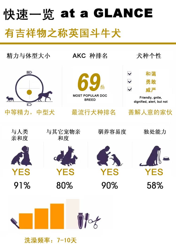 斗牛性格介绍 英国斗牛上海爱家训狗基地.jpg 斗牛性格介绍 英国斗牛上海爱家训狗基地.jpg