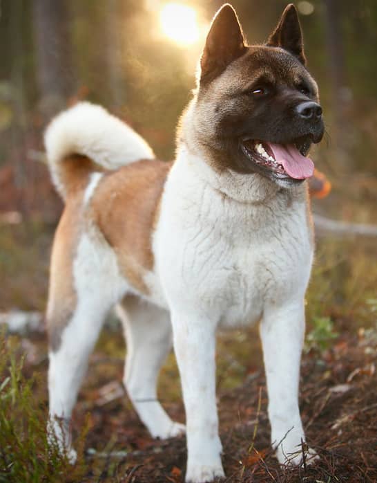 秋田犬的性格 秋田犬图片 秋田犬介绍 秋田犬的性格 秋田犬图片 秋田犬介绍