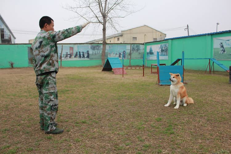 秋田犬 秋田全犬训练 上海爱家训狗基地专业秋田犬训练 秋田犬 秋田全犬训练 上海爱家训狗基地专业秋田犬训练