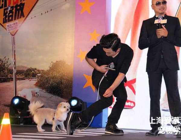 训狗拍电视.jpg 训狗拍电视.jpg