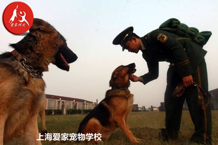 警犬训练军犬训练.jpg 警犬训练军犬训练.jpg