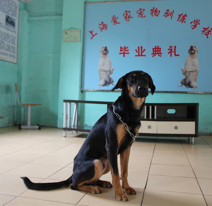 中国犬训练 训练草狗 狗狗训练 中国犬训练 训练草狗 狗狗训练