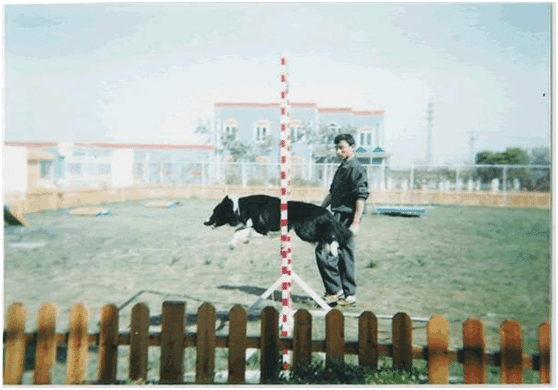 宠物训练 宠物学校 训狗基地 宠物训练 宠物学校 训狗基地