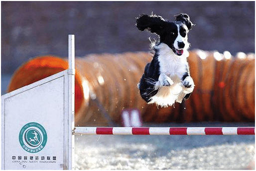 狗狗冲冲 狗狗运动 狗狗训练 狗狗冲冲 狗狗运动 狗狗训练