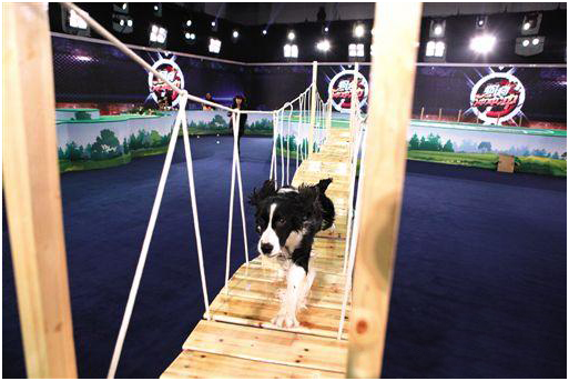 训狗基地 狗狗表演训练 训狗基地 狗狗表演训练