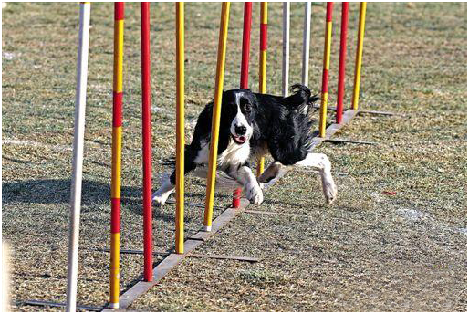 狗狗培训 训狗基地 训狗学校 狗狗培训 训狗基地 训狗学校