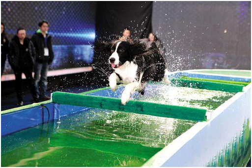 史宾格训练 狗狗训练 史宾格训练 狗狗训练