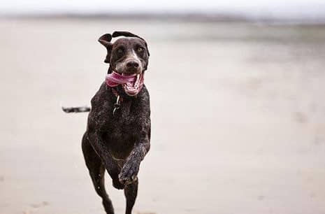 训狗基地 爱家训狗学校 狗狗看门训练.jpg 训狗基地 爱家训狗学校 狗狗看门训练.jpg