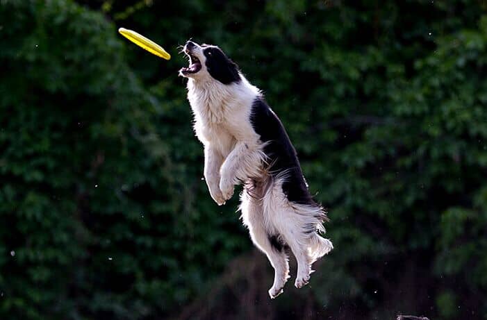 狗狗运动 狗狗训练 狗狗运动 狗狗训练