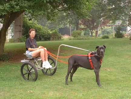 狗拉车 狗与人 狗拉车 狗与人