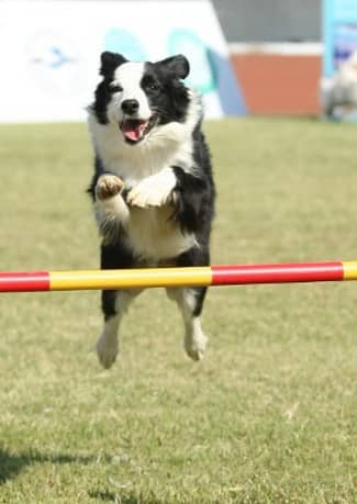 狗狗敏捷运动 狗狗障碍赛 训狗比赛.jpg 狗狗敏捷运动 狗狗障碍赛 训狗比赛.jpg