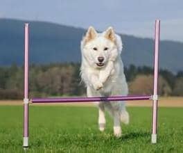 训狗 狗狗敏捷运动 狗狗障碍赛 训狗比赛  训狗 狗狗敏捷运动 狗狗障碍赛 训狗比赛