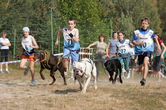 狗狗训练方法 狗狗训练方法