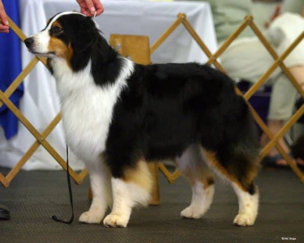 狗狗培训 训狗基地  狗狗培训 训狗基地