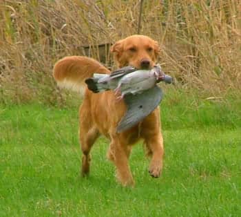 狗狗交流 训狗基地 狗狗交流 训狗基地