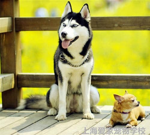 爱家训狗学校 哈士奇训练.jpg 爱家训狗学校 哈士奇训练.jpg