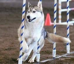 哈士奇专业训练 哈士奇专业训练