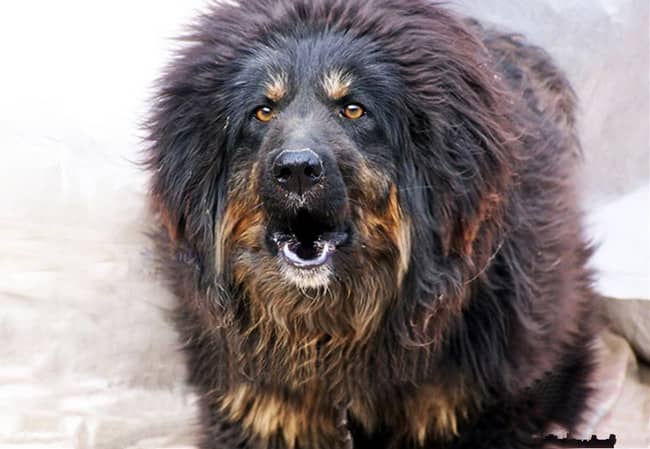 猛犬训练 十大猛犬 猛犬培训 猛犬训练 十大猛犬 猛犬培训