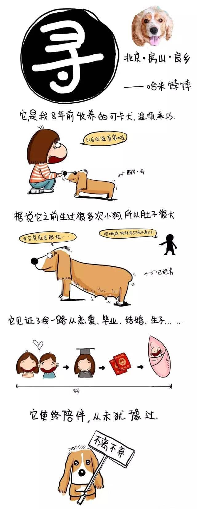 寻找丢失狗服务.jpg 寻找丢失狗服务.jpg