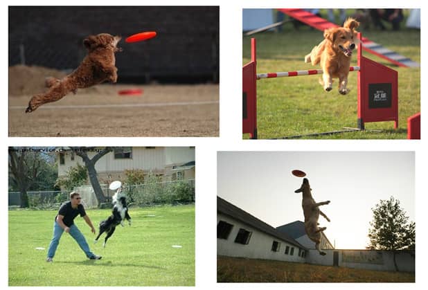 飞碟训练 训狗接飞碟  飞碟训练 训狗接飞碟