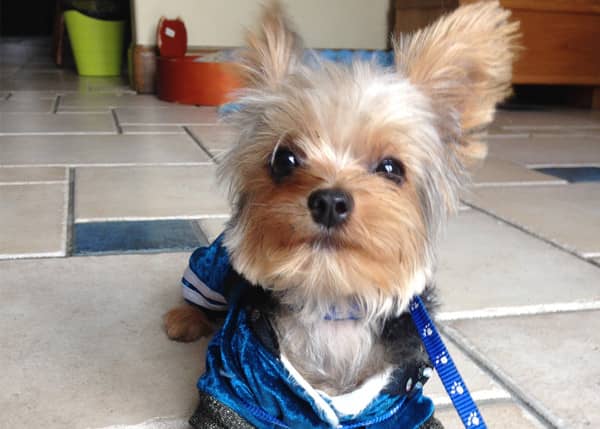 约克夏上门训练 上门训练约克夏犬 约克夏上门训练 上门训练约克夏犬