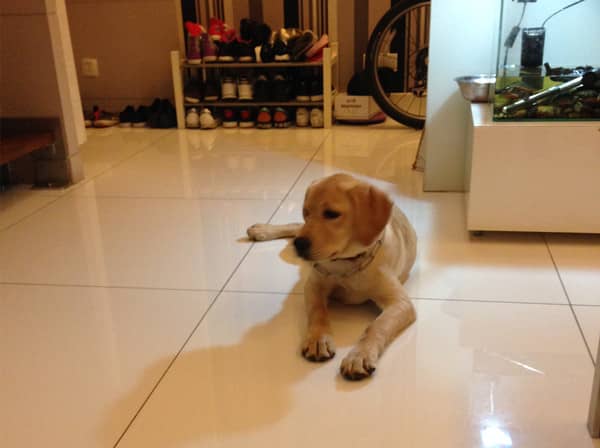 拉布拉多犬训练 上门训练拉布拉多 拉布拉多犬训练 上门训练拉布拉多