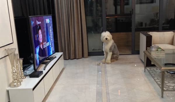 古牧犬训练 上门训练古牧犬 古牧犬训练 上门训练古牧犬