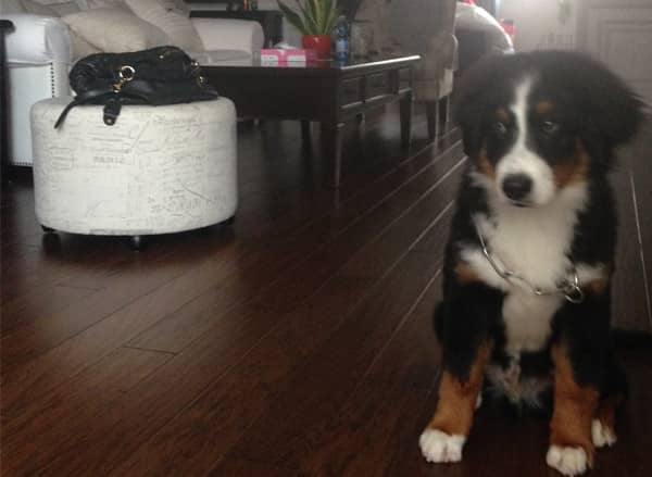 伯恩山犬训练 上门训练伯恩山 伯恩山犬训练 上门训练伯恩山