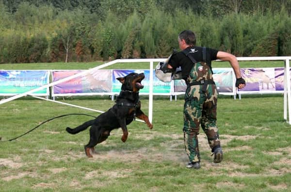 罗威纳犬扑咬警卫巡逻 罗威纳训练 罗威纳犬扑咬警卫巡逻 罗威纳训练