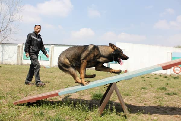 东德犬训练 德牧犬专业训练 训练东德犬 东德犬训练 德牧犬专业训练 训练东德犬