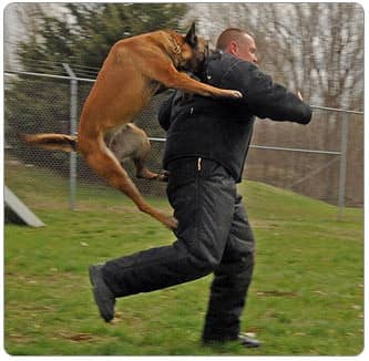 马犬训练 马犬扑咬训练 马犬扑咬锻炼 马犬训练 马犬扑咬训练 马犬扑咬锻炼