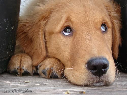 狗狗训练 训狗基地 狗狗训练 训狗基地