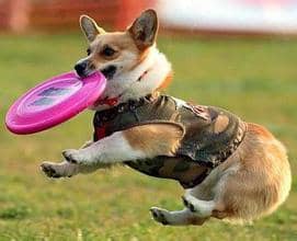 柯基犬训练 专业训练柯基犬