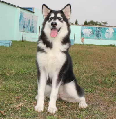 哈士奇训练 专业哈士奇训练