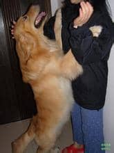 狗强烈扑人 狗扑人训练 狗强烈扑人 狗扑人训练