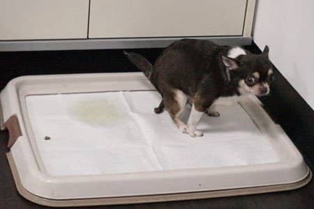 训练狗狗定点大小便 狗大小便训练 训练狗狗定点大小便 狗大小便训练