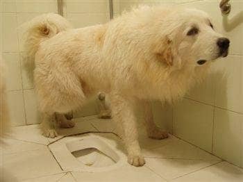 狗狗上厕所训练 训狗上厕所训练 狗狗上厕所训练 训狗上厕所训练