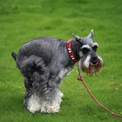 狗狗定點大小便訓練 狗狗定點大小便訓練