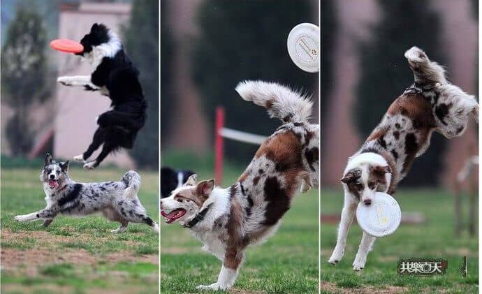 狗狗培训 飞碟训练 训狗接飞碟 狗狗培训 飞碟训练 训狗接飞碟