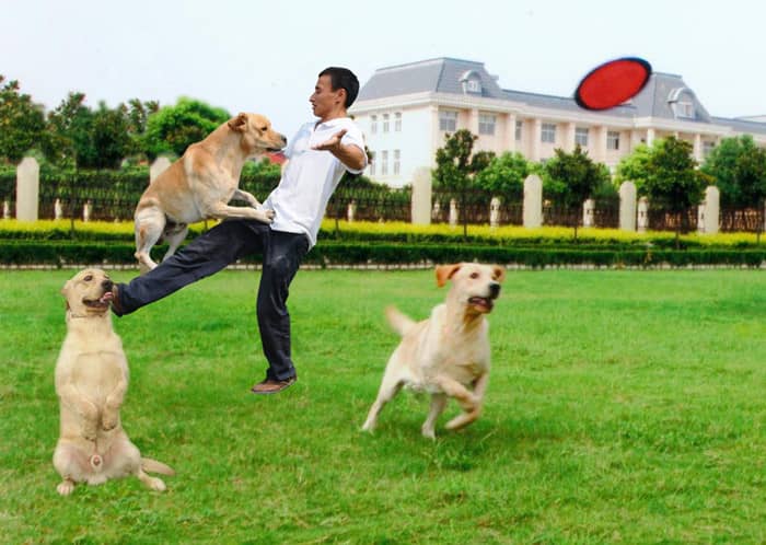 狗狗训练 训练狗 训犬 狗狗训练 训练狗 训犬