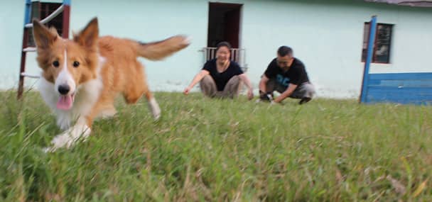 狗狗依赖性训练 狗狗依赖性训练