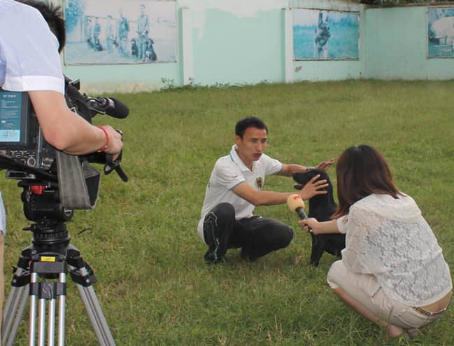 训狗师演示训犬 训犬表演 训犬讲解