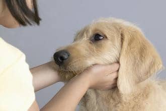 狗狗顺从 狗狗表示服从 狗狗服从表现 狗狗顺从 狗狗表示服从 狗狗服从表现