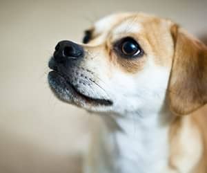 狗狗眼睛心灵 狗狗眼神交流 训狗眼神 狗狗眼睛心灵 狗狗眼神交流 训狗眼神