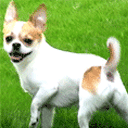 狗狗摇尾巴示好 训狗摇尾巴 狗狗摇尾巴示好 训狗摇尾巴