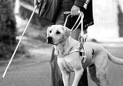 导盲犬训练 训练导盲犬
