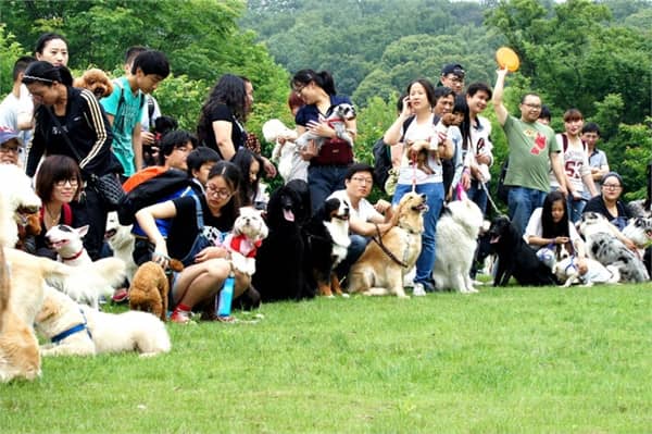 爱家狗狗聚会