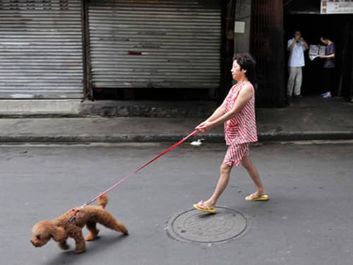 狗狗拉扯 狗拉人 .jpg 狗狗拉扯 狗拉人 .jpg